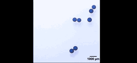 图2. 液滴对外加磁场的响应。图片来源：Nature