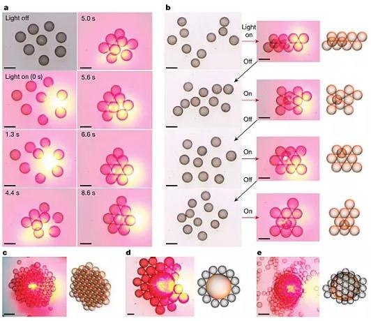 图3. 光场诱导的液滴活性组装。