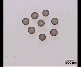 图3. 光场诱导的液滴活性组装。