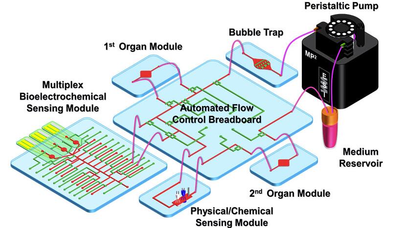 组织器官仿生芯片