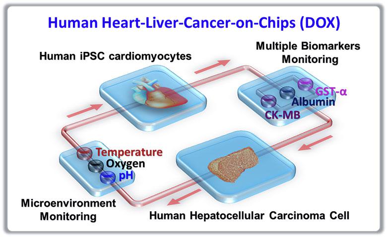 器官芯片技术 器官芯片技术