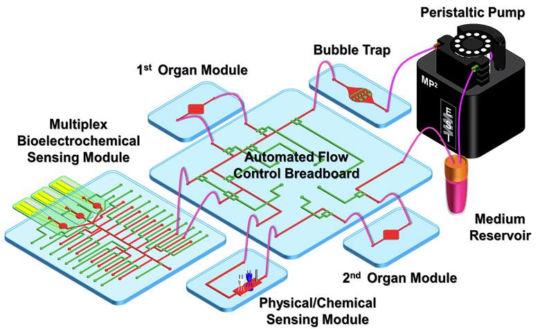 器官芯片自动化药物筛选 器官芯片自动化药物筛选