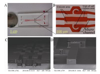 图4 细胞芯片图像 (A：实物图；B：单元光学图； C 和 D：SEM 图像)