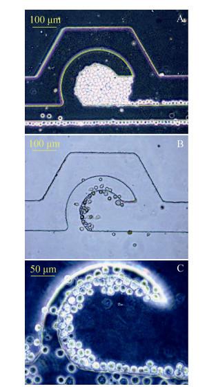 图5 不同流速控制下细胞进样图像