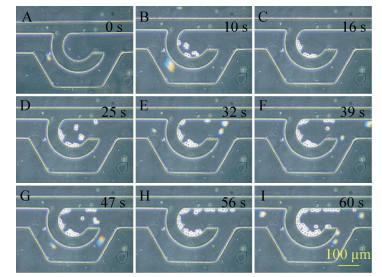 图6 细胞导入过程图