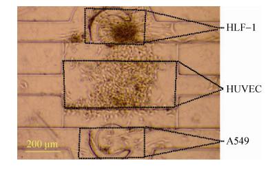 图 7 三种细胞在芯片腔体内共培养 (24 h)