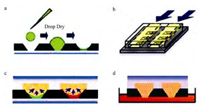 图1质粒转化过程