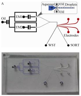 图2微流控芯片设计示意图(A)及实物图(B)