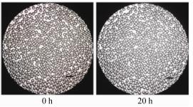 图5微液滴稳定性