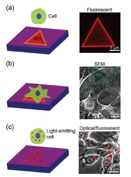 来航鸡肝肿瘤细胞（LMH）自主吞噬二维二硫化钨材料
