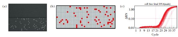 图2 采用dPCR技术在微流控阵列中对采自孕妇血浆中的胎儿DNA 进行扩增 图2 采用dPCR技术在微流控阵列中对采自孕妇血浆中的胎儿DNA 进行扩增