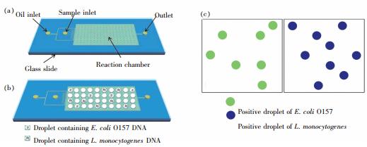 图5 使用液滴dPCR 对E.coliO157 和L.monocytogenes 同时进行检测 图5 使用液滴dPCR 对E.coliO157 和L.monocytogenes 同时进行检测