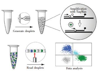 图6 基于液滴微流控技术的dPCR工作流程 图6 基于液滴微流控技术的dPCR工作流程