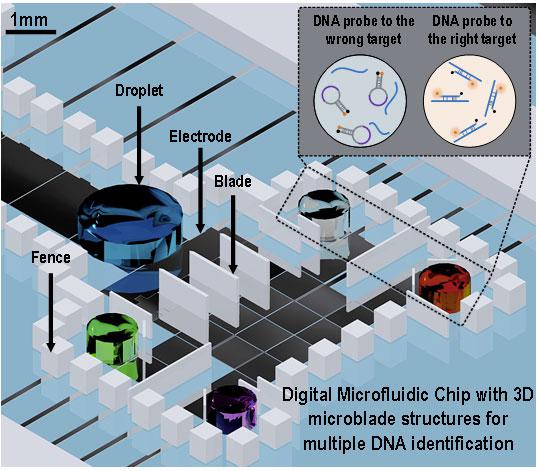 三维微结构的数字微流芯片用于并行多种DNA分析