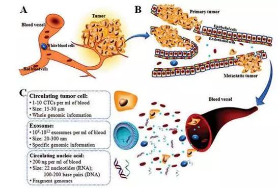 图1：癌症的形成（A）、转移（B）及循环肿瘤标志物的特点（C）