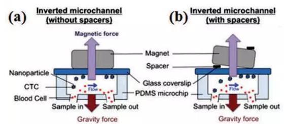 图3：基于免疫磁珠分离CTCs的微流控系统