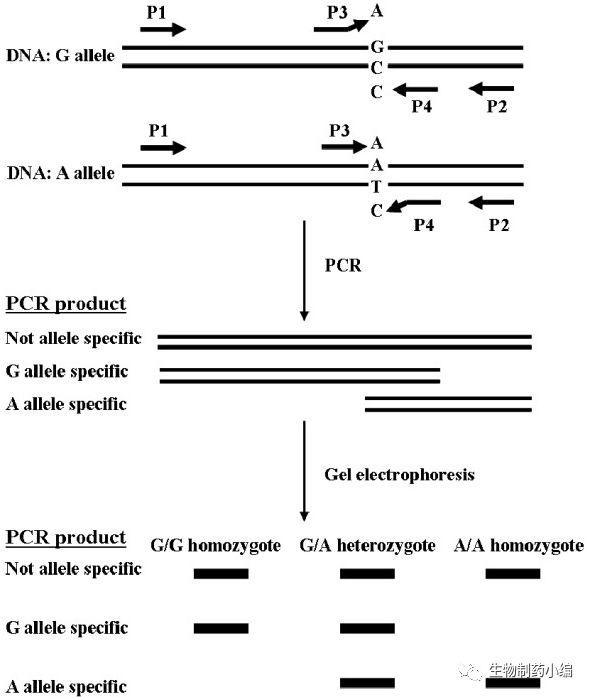 ARMS PCR原理，简单省钱的方法设计设计一套引物，分为inside和outside，突变的位点无法配对扩增，通过凝胶电泳区分PCR产品大小来做点突变判断。