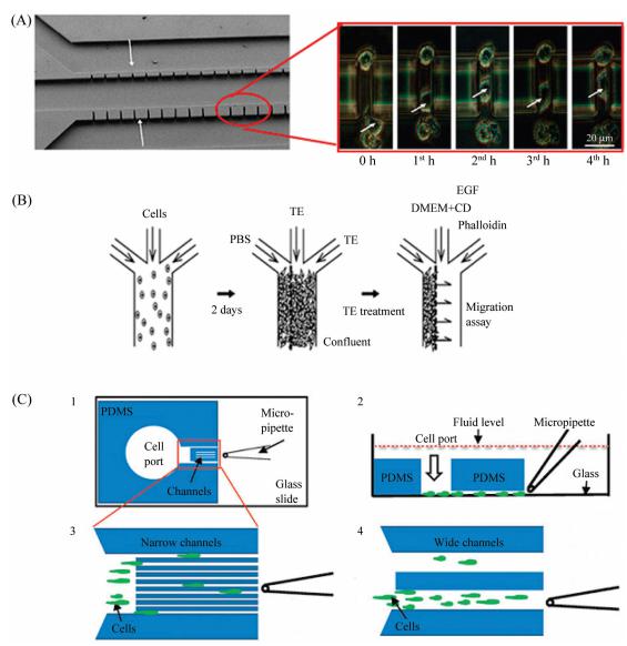 图5微流控芯片细胞迁移研究