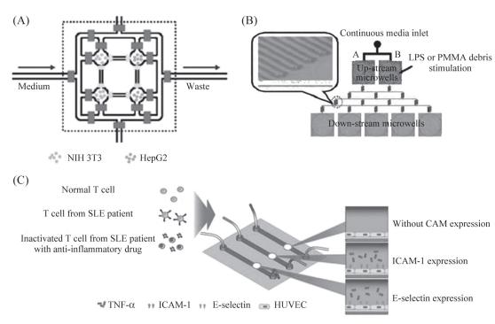 图7细胞间相互作用研究示意图
