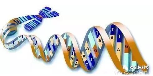 核酸分离与测序