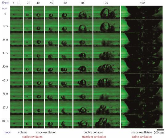 图5微通道中不同半径气泡的微观空化行为（每列的9张连续图片选自于拍摄帧速80000帧/秒、曝光12μs的视频。图片的时间间隔为12.5μs。图片底部标出了不同半径气泡的振荡模式）