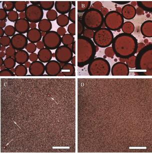 图7Freitas等制备的水包油乳液光学图像