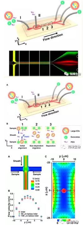 无磁场条件下，通过微流控从细胞外膜泡中分离外泌体
