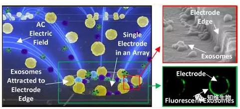 快速分离血浆中的外泌体，检测外泌体相关的生物标志物
