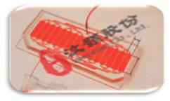 胚胎水平药物筛选微流控芯片