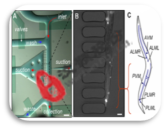 个体水平药物筛选微流控生物芯片