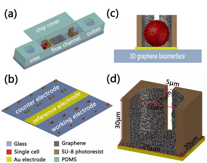 图2三维石墨烯仿生界面细胞电阻抗传感器基于的微流控芯片效果图