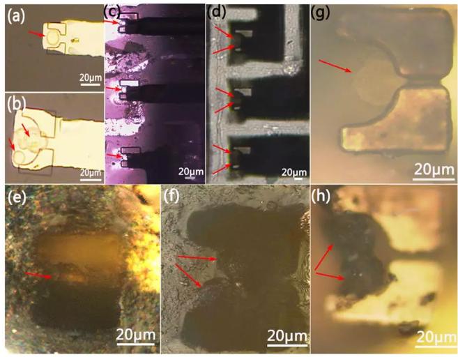 图4 单细胞和双细胞捕获在相应微槽位置的显微图