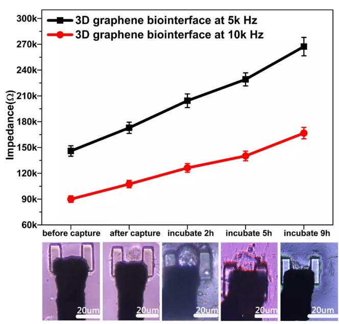 图6通过三维石墨烯界面对单细胞进行实时的CCD记录和电信号提取