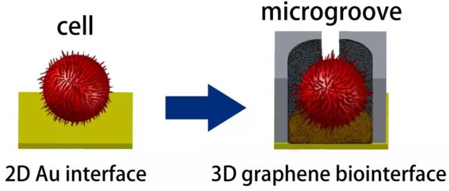 基于三维石墨烯仿生界面的微流控芯片