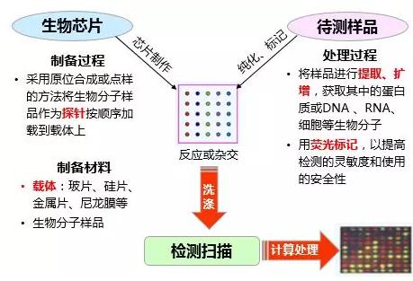 图1.生物芯片工作原理示意图 图1.生物芯片工作原理示意图