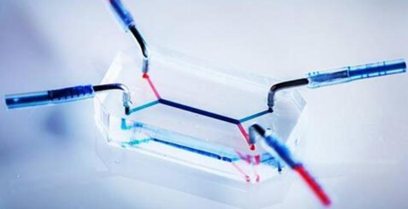 模仿人类胎盘屏障的微流控芯片