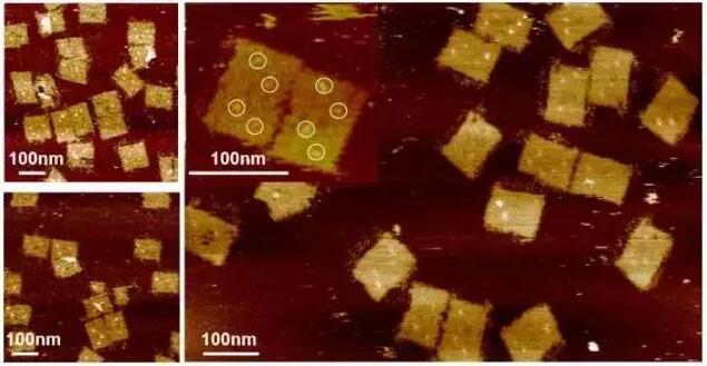 搭载凝血酶的DNA薄片