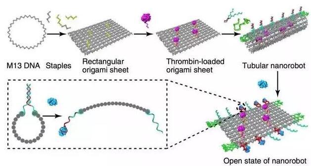 DNA薄片结构可捲曲为管状，包裹凝血酶分子带入体内