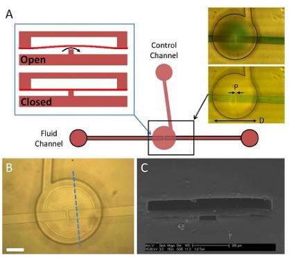 三层聚-PEGDA阀的示意图