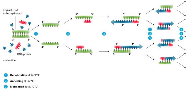 PCR需要几种常见混合物的试剂