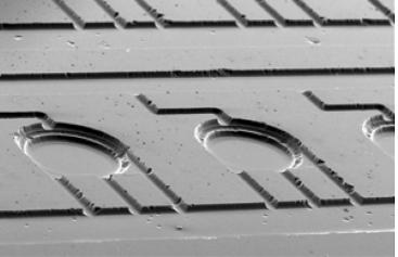 来自Gong等烦人多重集成PCR原型