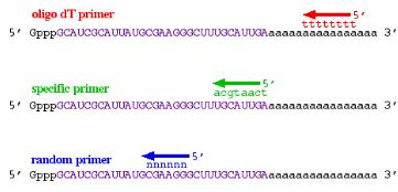RT-PCR：不同的RT引物类型
