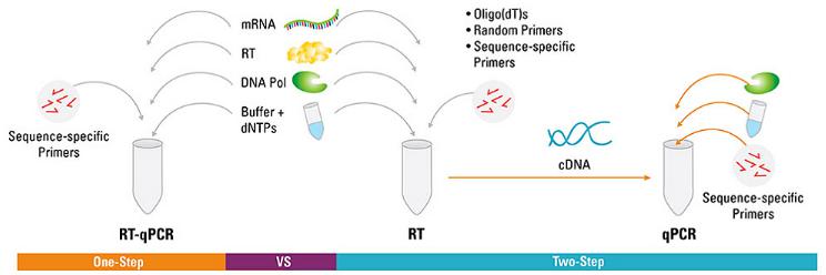 RT-PCR：一步和两步法