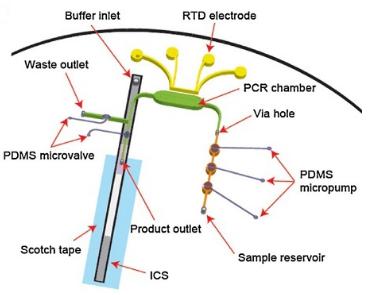 与免疫色谱（或侧向流动）检测相关的微流控RT-PCR测定