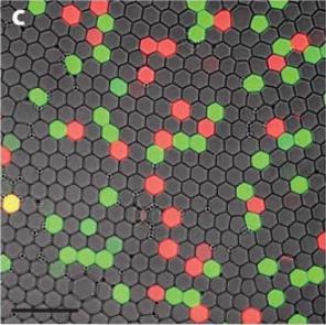 数字PCR用于罕见突变检测