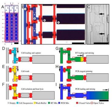 单细胞RT PCR分析，来自White等，PNAS，2011