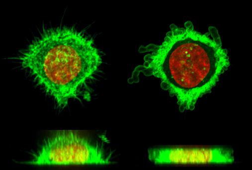 使用微流控芯片的细胞变形