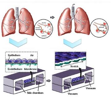 人类肺泡上皮细胞和肺微血管内皮细胞在PDMS芯片中培养以模拟肺功能