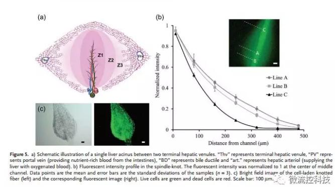 微流控免油纺丝法制备具有不同结点和可灌注通道的仿项链微纤维