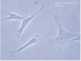 细胞培养损伤 细胞培养损伤